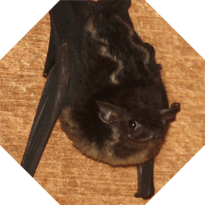 Saccopteryx_bilineata