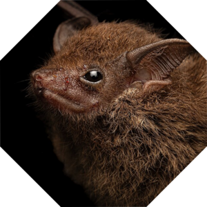 Saccopteryx_leptura