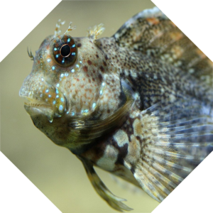 Salarias_fasciatus