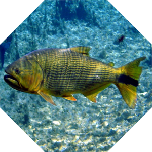 Salminus_brasiliensis