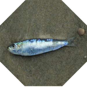 Sardina_pilchardus