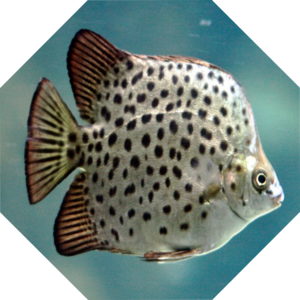 Scatophagus_argus