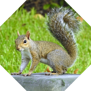 Sciurus_carolinensis