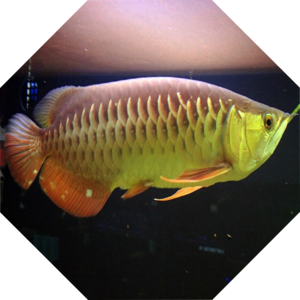 Scleropages_formosus