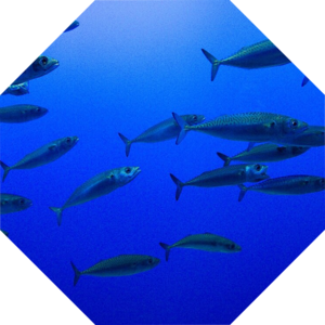 Scomber_japonicus