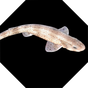 Scyliorhinus_canicula