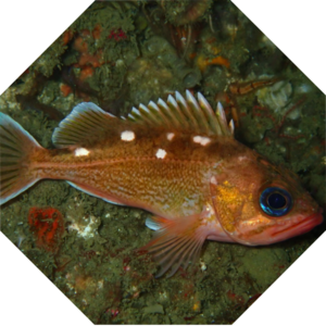 Sebastes_umbrosus