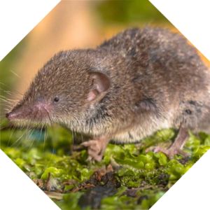 Sorex_araneus