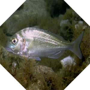 Sparus_aurata