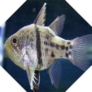 Sphaeramia_orbicularis