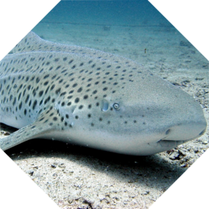 Stegostoma_tigrinum
