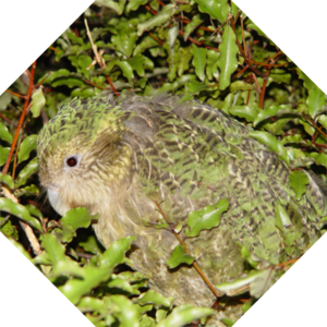 Strigops_habroptilus