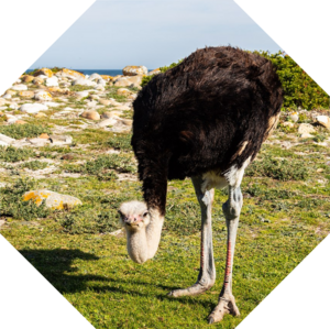 Struthio_camelus_australis