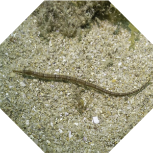 Syngnathus_acus