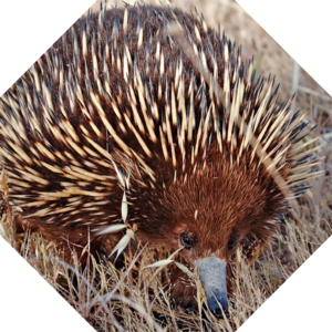 Tachyglossus_aculeatus