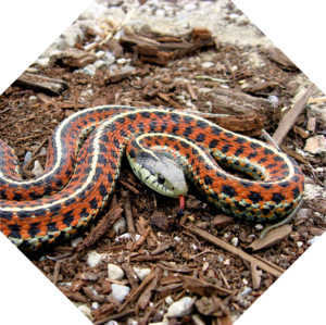 Thamnophis_elegans