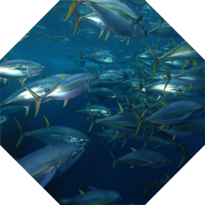 Thunnus_albacares