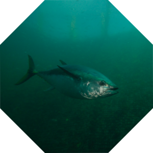 Thunnus_maccoyii