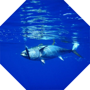 Thunnus_thynnus
