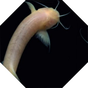 Trichomycterus_rosablanca