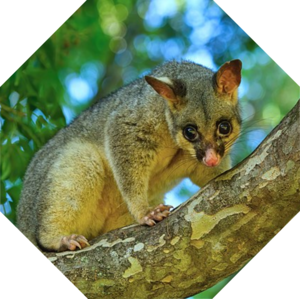 Trichosurus_vulpecula