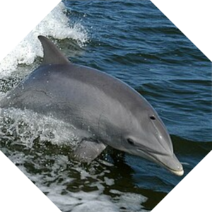 Tursiops_truncatus