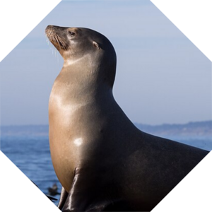 Zalophus_californianus
